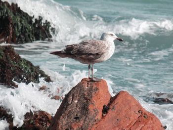 Close-up of bird perching on shore