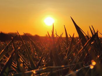 Close-up of grass growing in field during sunset