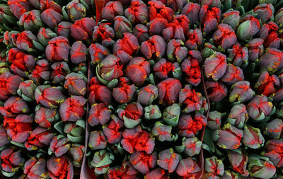 Full frame shot of red tulips