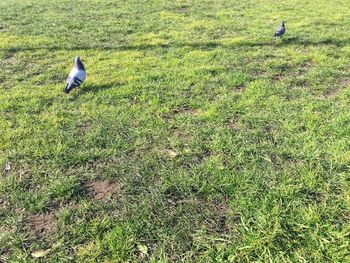 Bird on grassy field