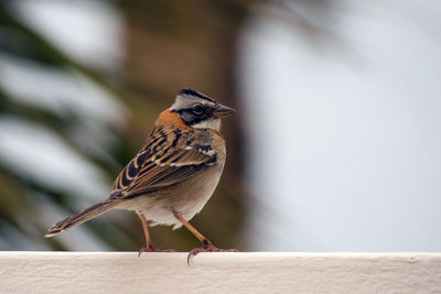 Close-up of bird perching on a wall