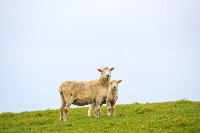 Sheep in the ranch new zealand landscape