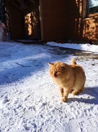 Full length of a dog on snow