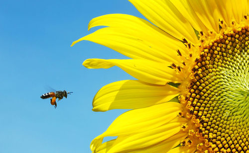 This bee is flying towards the sunflower.