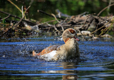 Close-up of duck swimming on lake