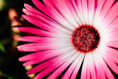 Close-up of pink flower blooming outdoors