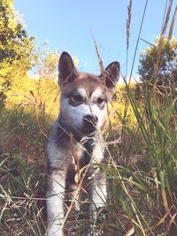 Dog standing on grass