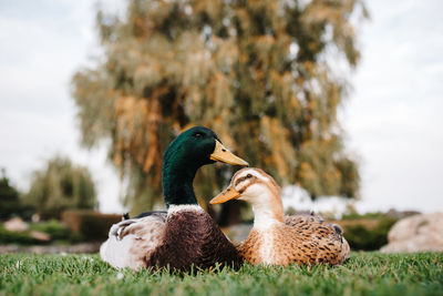 Close-up of mallard duck