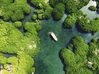 High angle view of green plants in lake