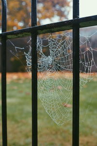 Close-up of spider on web