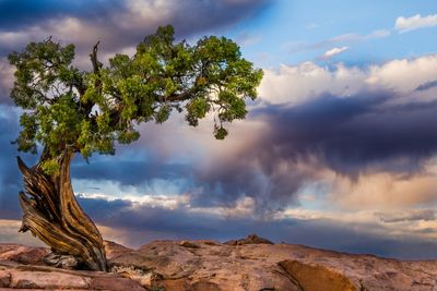 Trees on landscape against sky