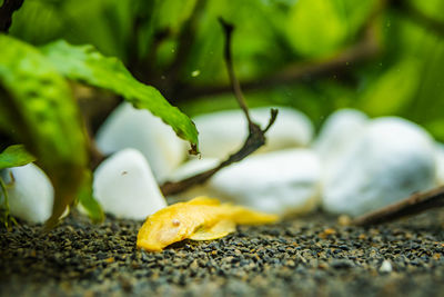 Close-up of fallen leaves on land