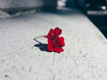 Close-up of red flowers