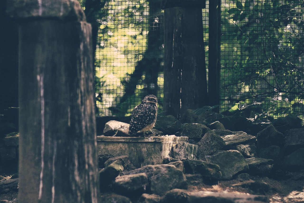 CLOSE-UP OF BIRD PERCHING ON WOOD