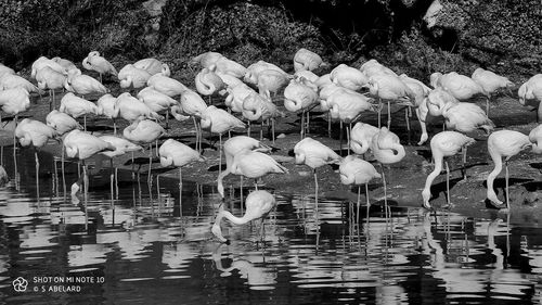 Birds swimming in lake