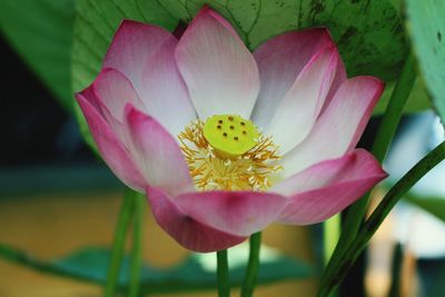 Close-up of pink lotus water lily blooming outdoors