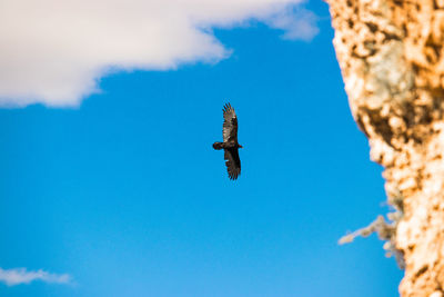 Low angle view of bird flying in sky