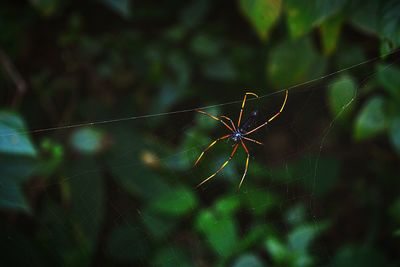 Close-up of spider on web