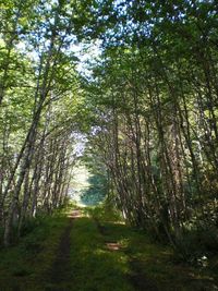 Trees in forest