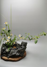 Close-up of potted plant against white background