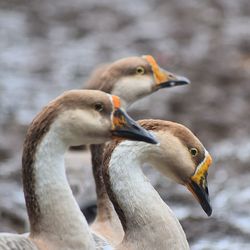 Close-up of swans on water