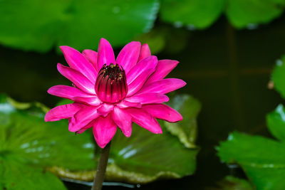 Close-up of honey bee on pink flower