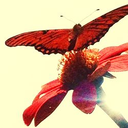 Close-up of butterfly on red flower