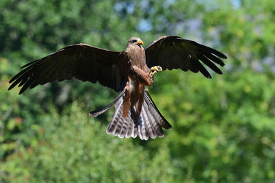 Action shot of a black kite flying in a falconry demonstration 