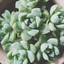 Close-up of green plant