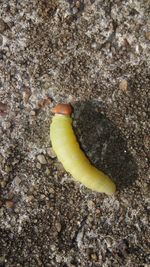 Close-up of yellow snake