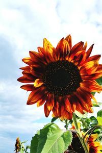 Close-up of sunflower