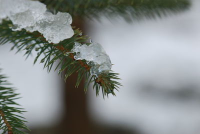 Close-up of frozen tree during winter