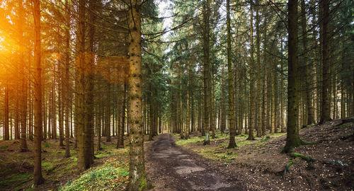 View of trees in forest