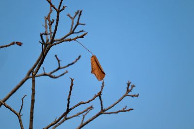 Low angle view of bare tree against clear blue sky