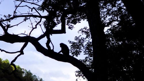 Low angle view of silhouette tree against sky