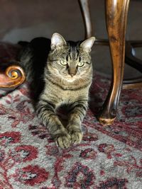 Portrait of cat relaxing on bed at home