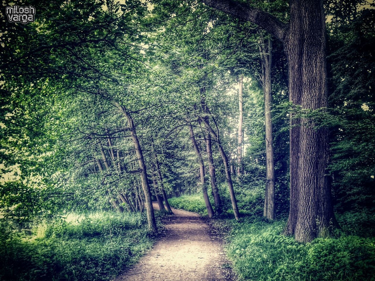 the way forward, tree, diminishing perspective, footpath, growth, vanishing point, green color, transportation, pathway, tranquility, narrow, forest, walkway, dirt road, nature, tree trunk, treelined, road, tranquil scene, branch