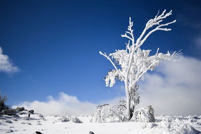 Snow covered tree against blue sky