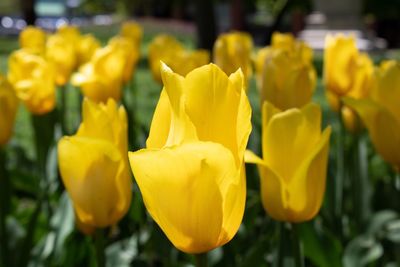 Close-up of yellow tulip