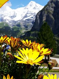 Close-up of yellow flowers against mountain