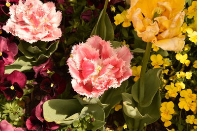 Close-up of pink flowering plants