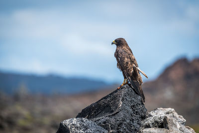 Hawk perching on rock against blue sky during sunny day