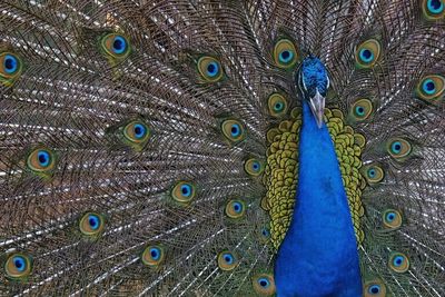 Close-up of peacock