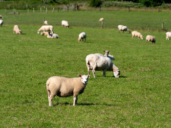 domestic animals