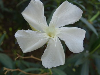 Close-up of white flower