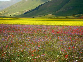 Scenic view of rural landscape