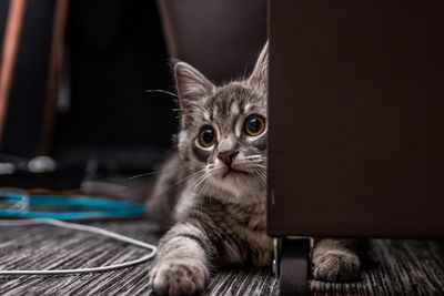 Portrait of kitten at home