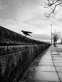 Crow bird leaning on a ledge