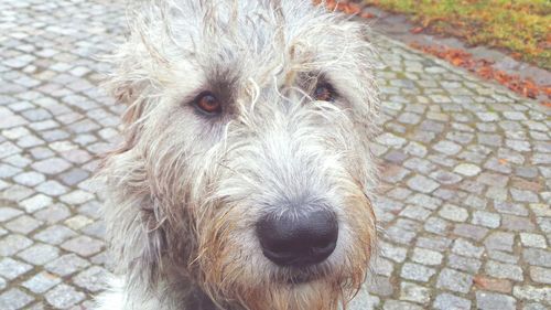 Close-up portrait of dog