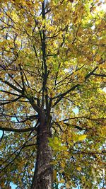 Low angle view of tree